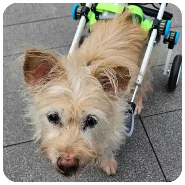 Affordable Dog Wheelchairs in the UK: What You Can Expect for £100–£300