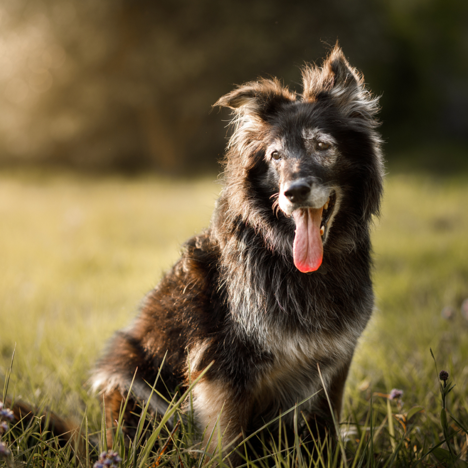 A beautiful elderly  dog is sitting on the grass