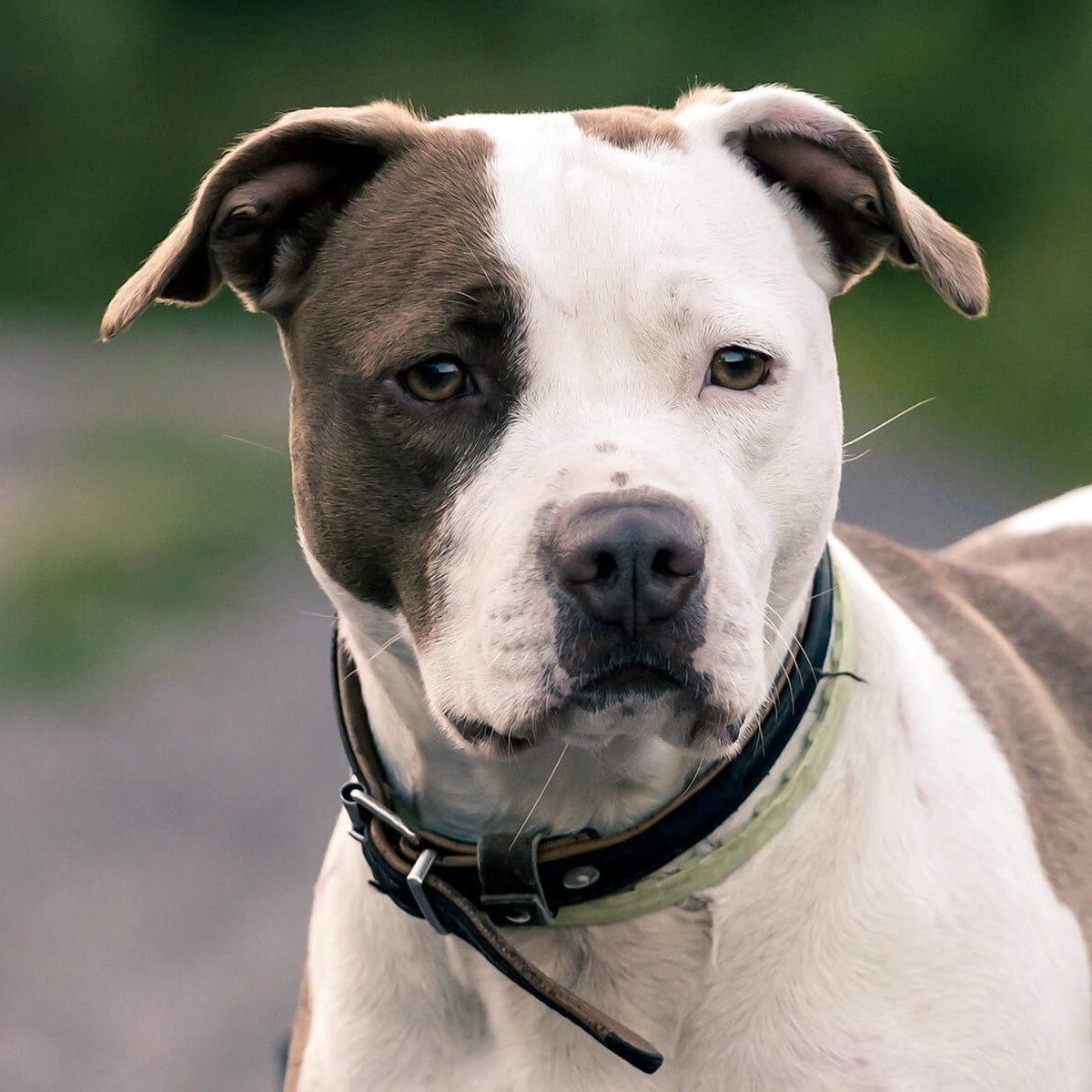 An old pit bull dog stands against a background of green grass beautiful photo