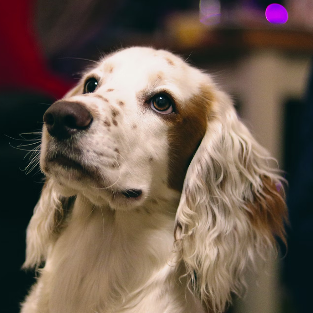 How to Desensitize Your Dog to a Wheelchair: A Step-by-Step Guide