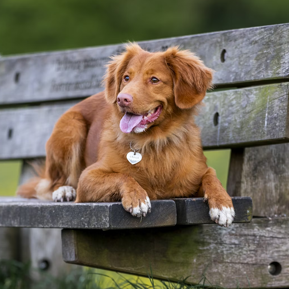 A beautiful ginger dog is lying on a bench outside, with green grass against the background