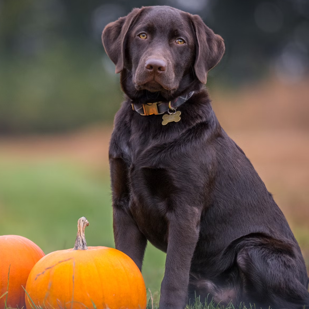 How Many Hours a Day Can a Dog Be in a Wheelchair?