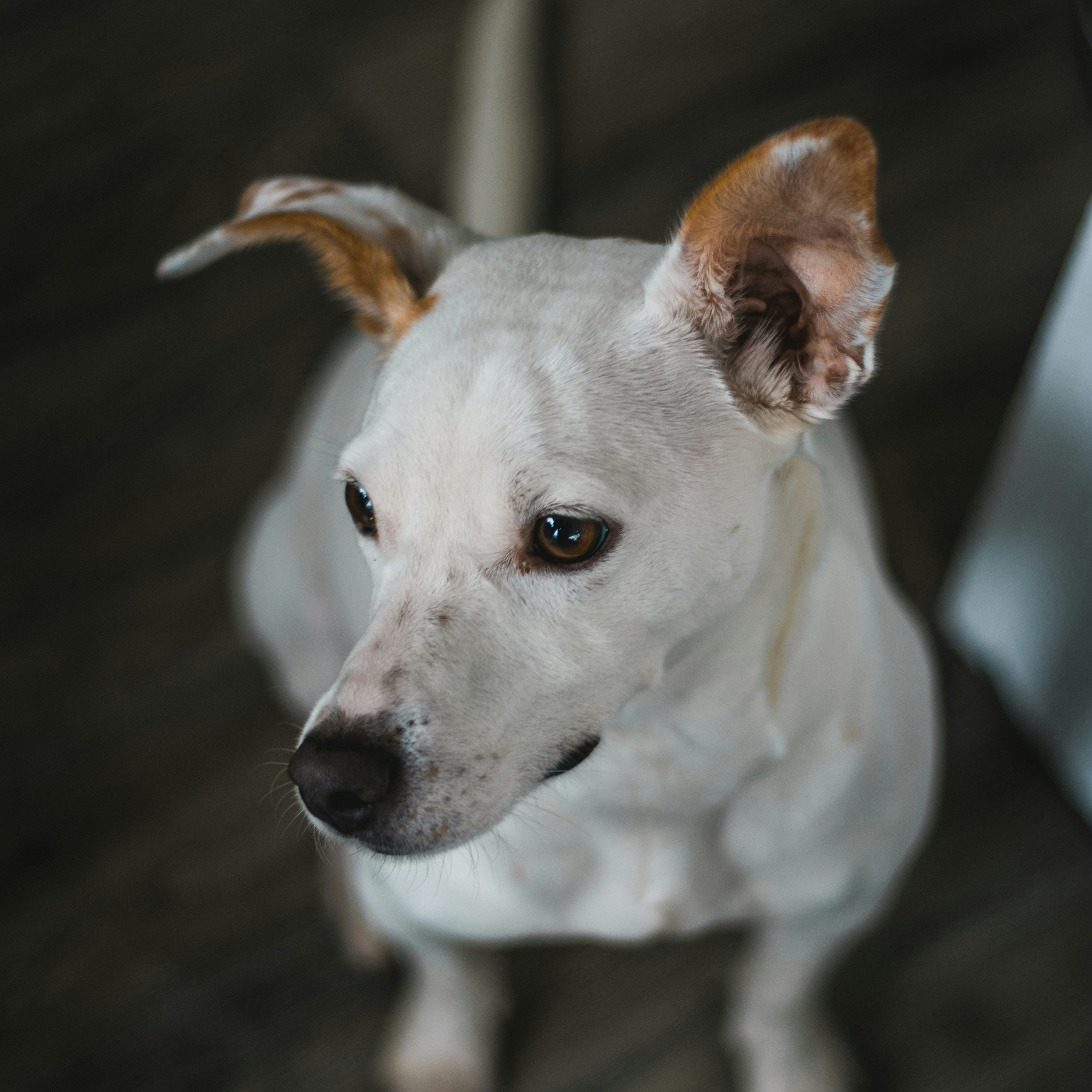 Dog Mobility Aids in the UK: What’s Worth Buying in 2025?