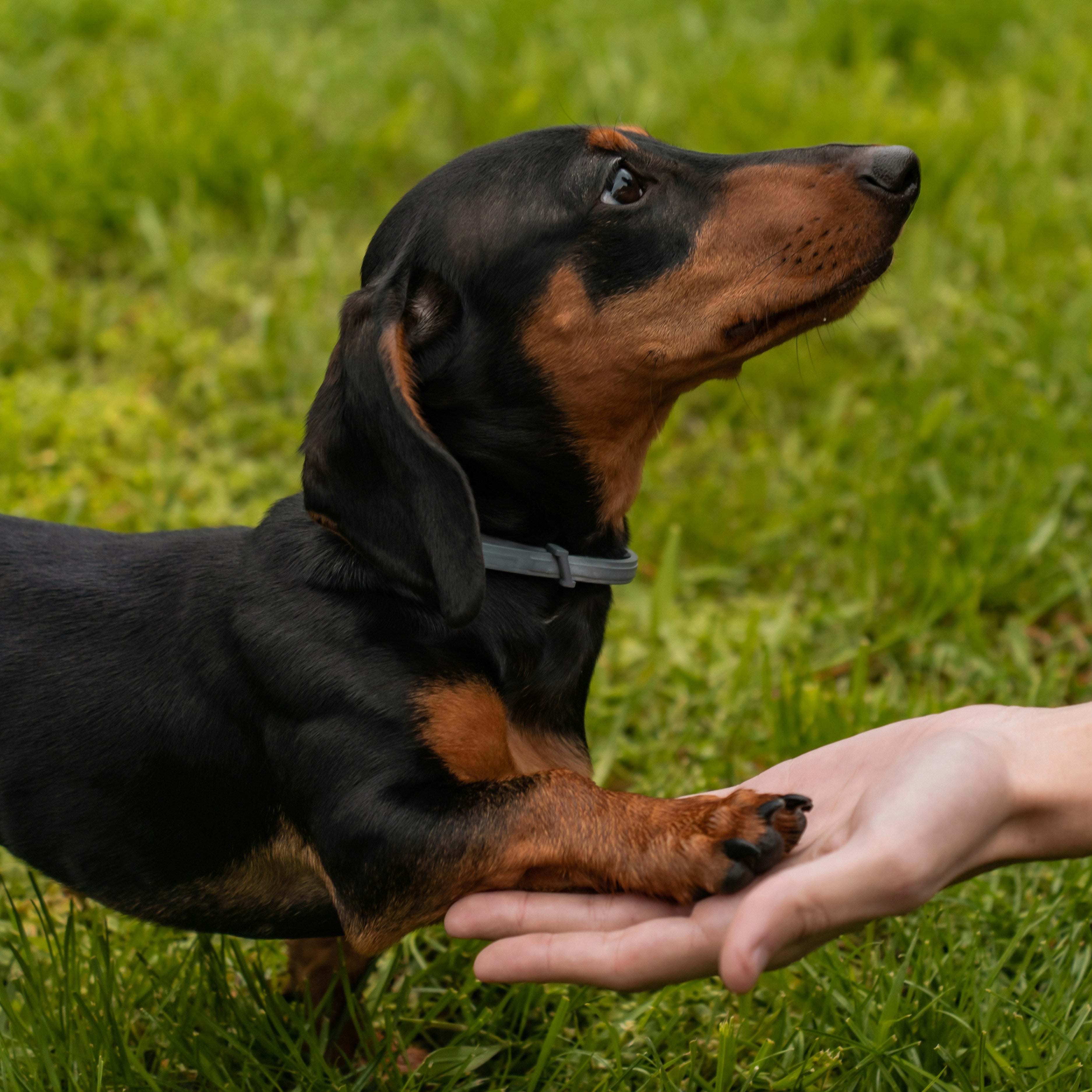 Dog Wheelchair for IVDD: Everything You Need to Know Before Buying