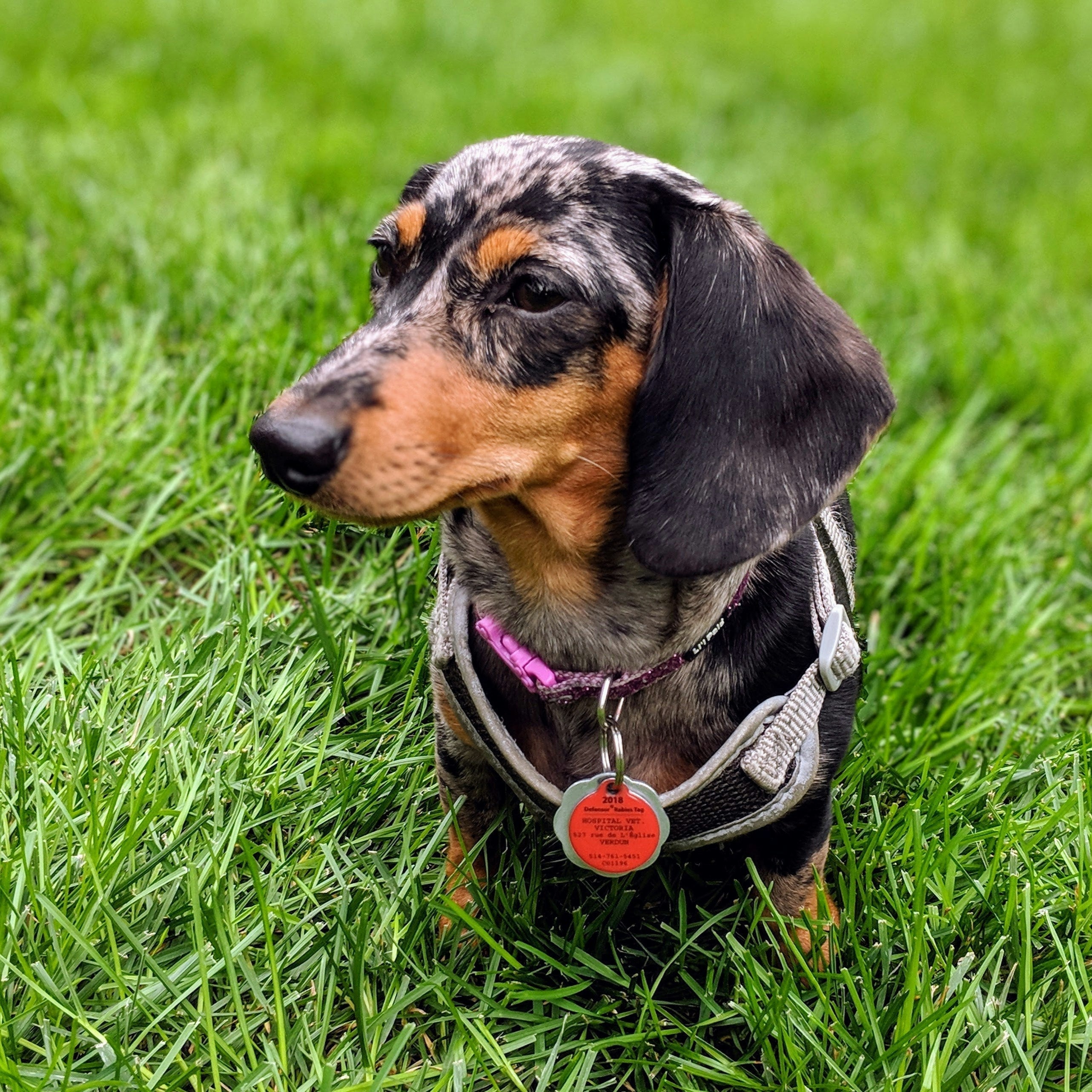 How to Choose the Right Dog Wheelchair and Place Your Order Today