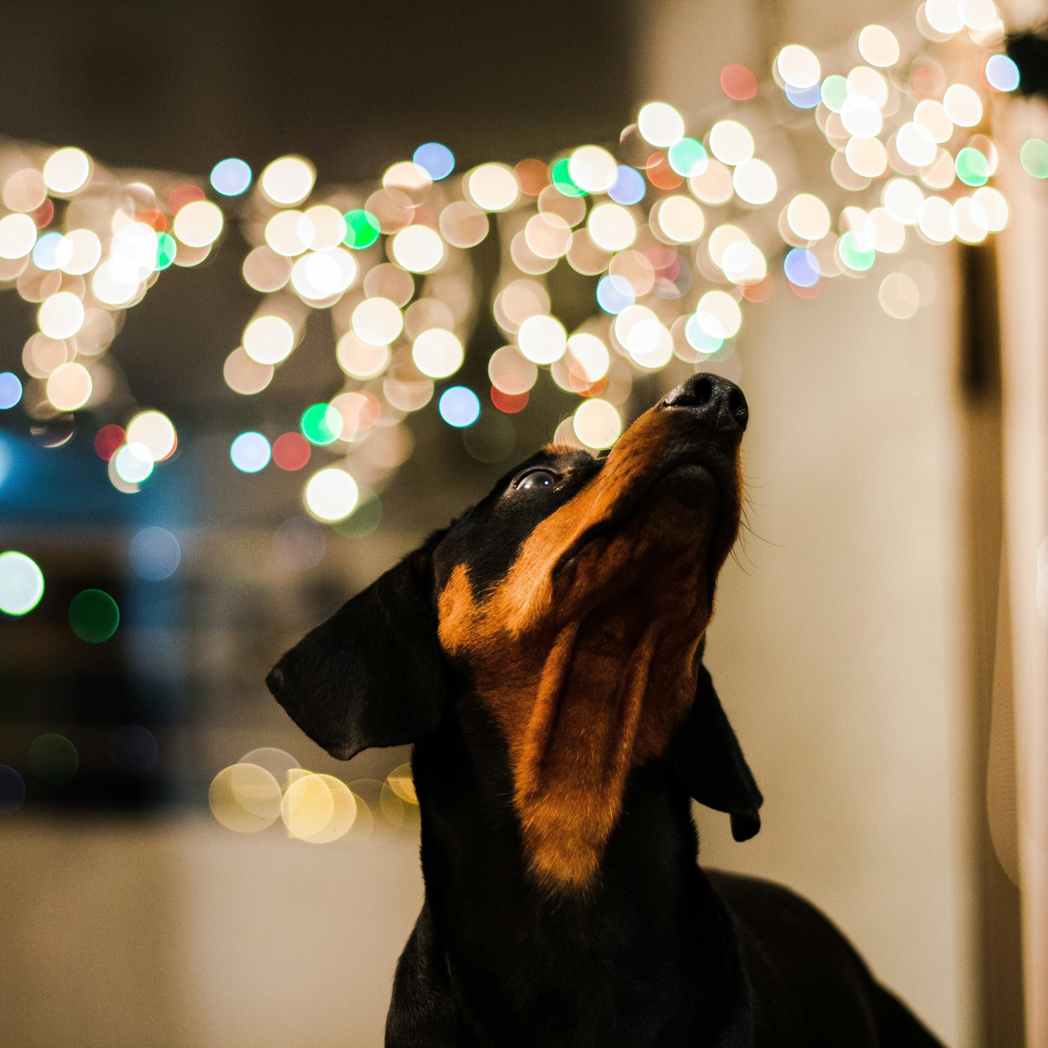 Best Dog Wheelchairs for Dachshunds with IVDD (2025 Buying Guide)