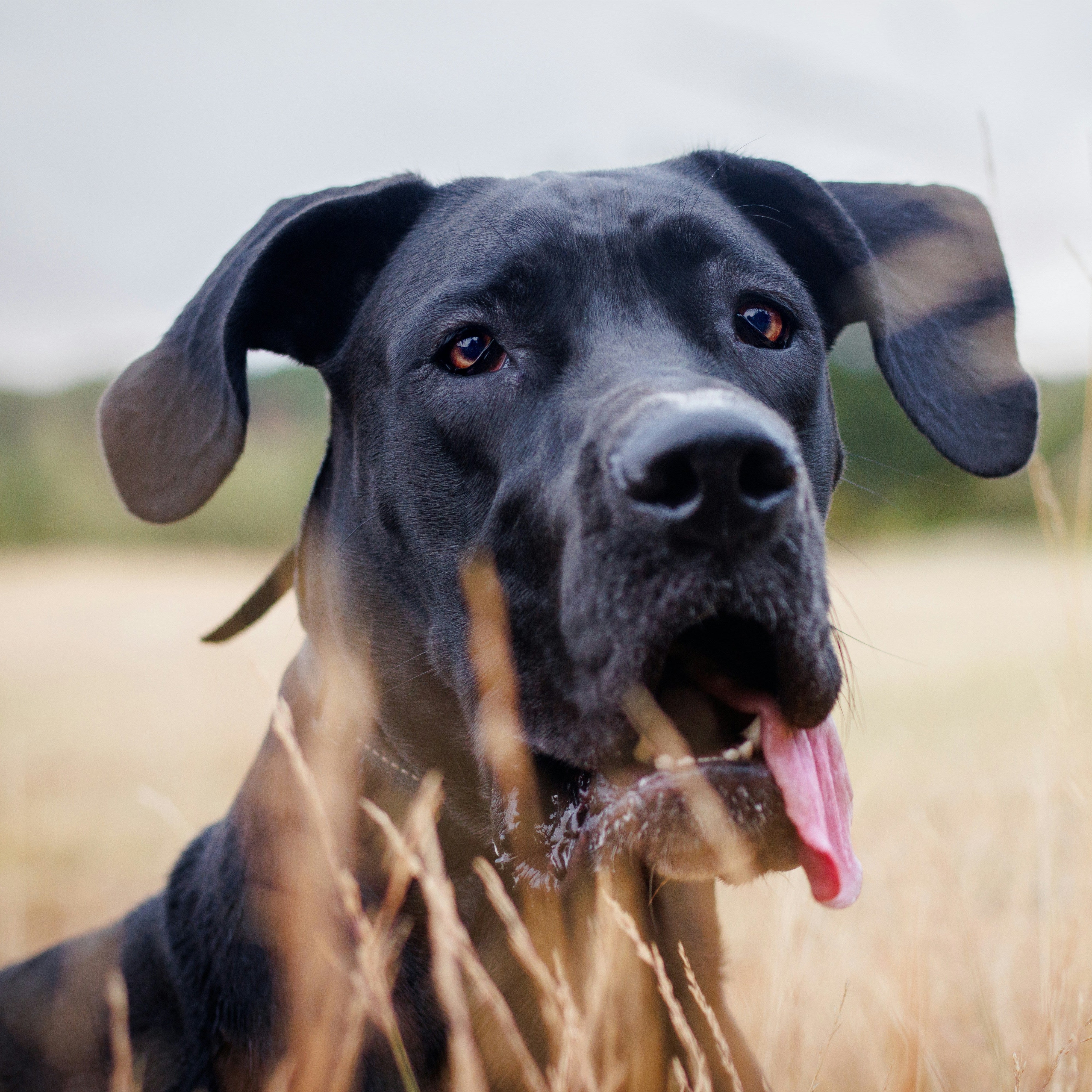 Compare Dog Wheelchairs: Prices, Features, and What’s Best for Your Pup (UK, 2025)