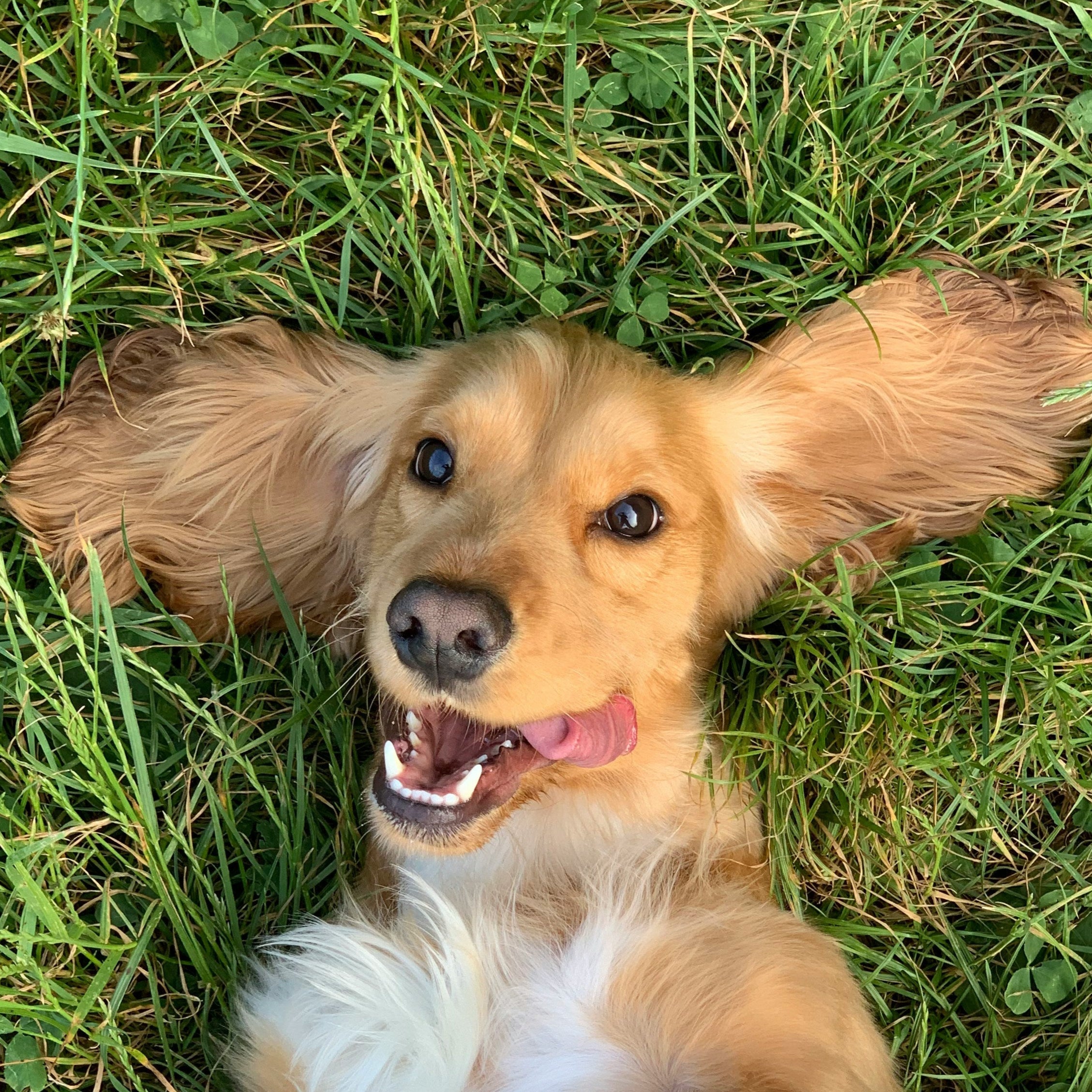 Dog lying on its back in grass with a happy expression