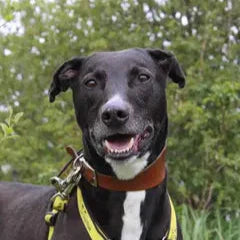 The Lonely Wait: Meet Flash — The Forgotten Dog Who Just Wants to Be Loved