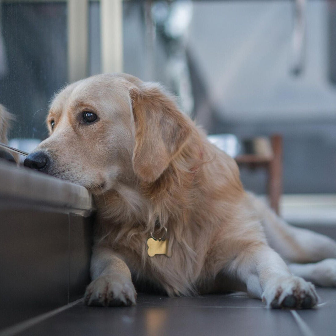 Dog 