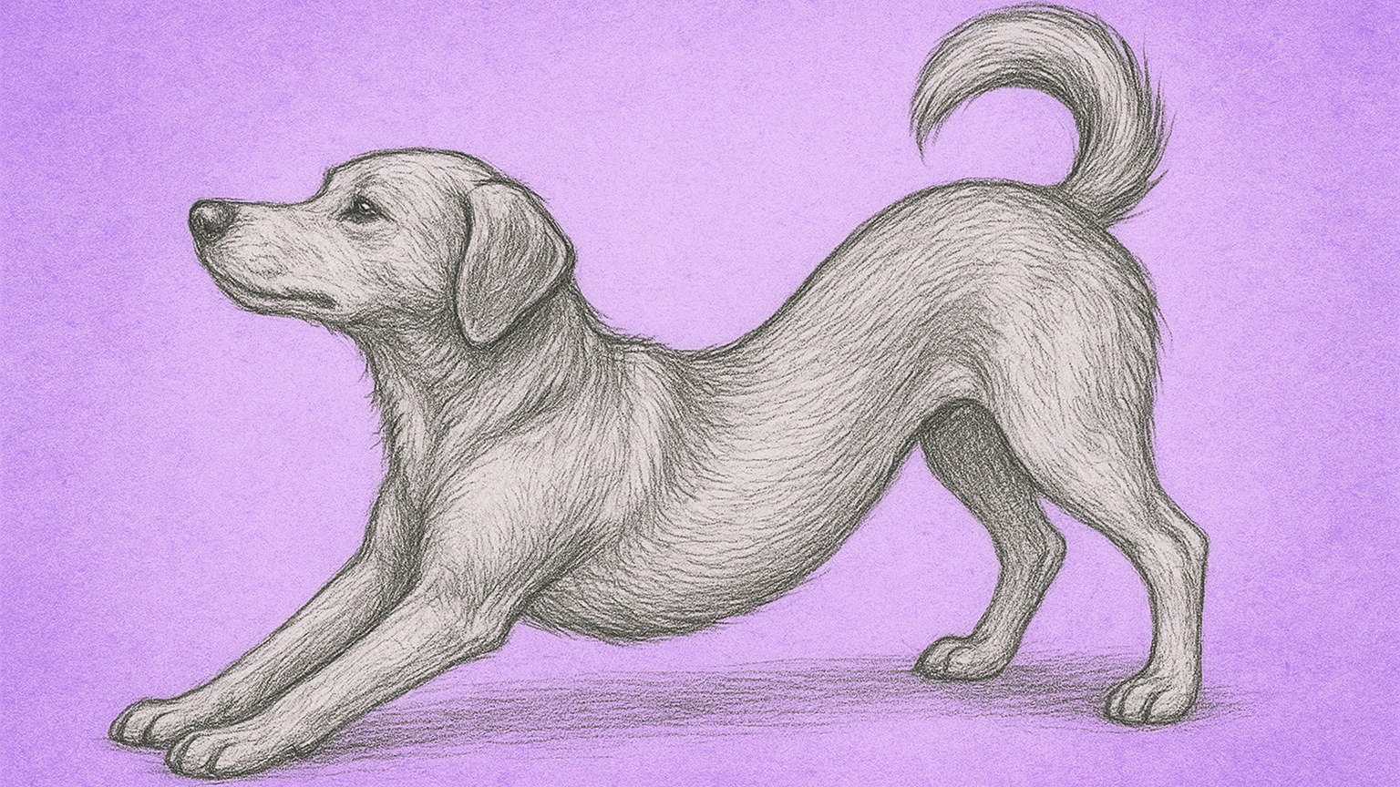 IVDD Rehabilitation in Dogs