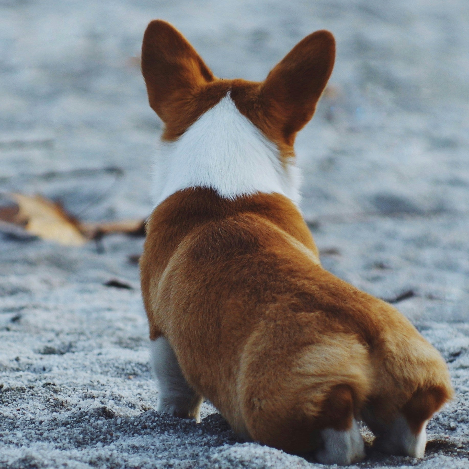 Dog Loses Use of Back Legs Temporarily? Don’t Wait and See — Here’s Why It Matters