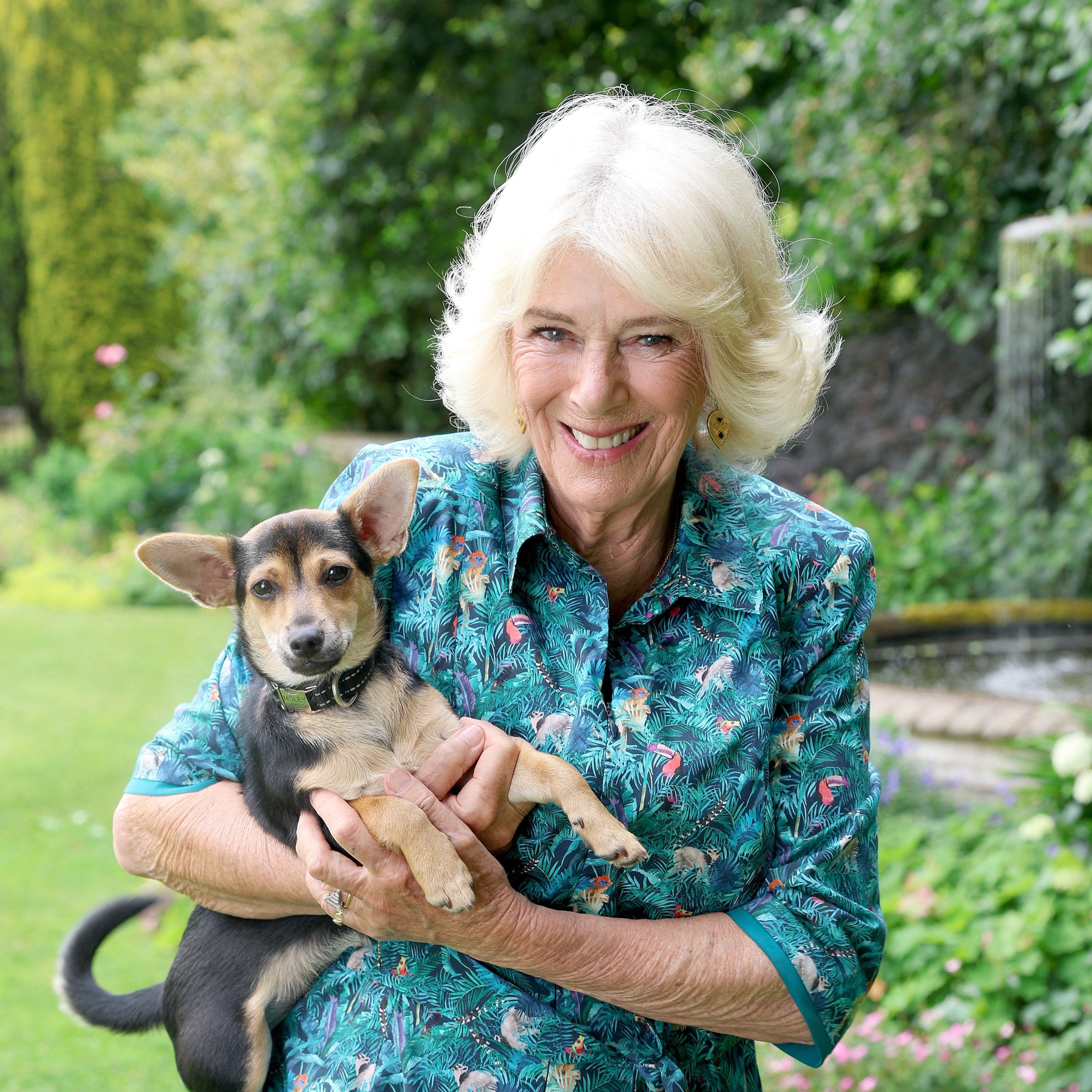 A Garden of Second Chances: How Queen Camilla's Visit to Battersea Is Changing Lives for Shelter Dogs