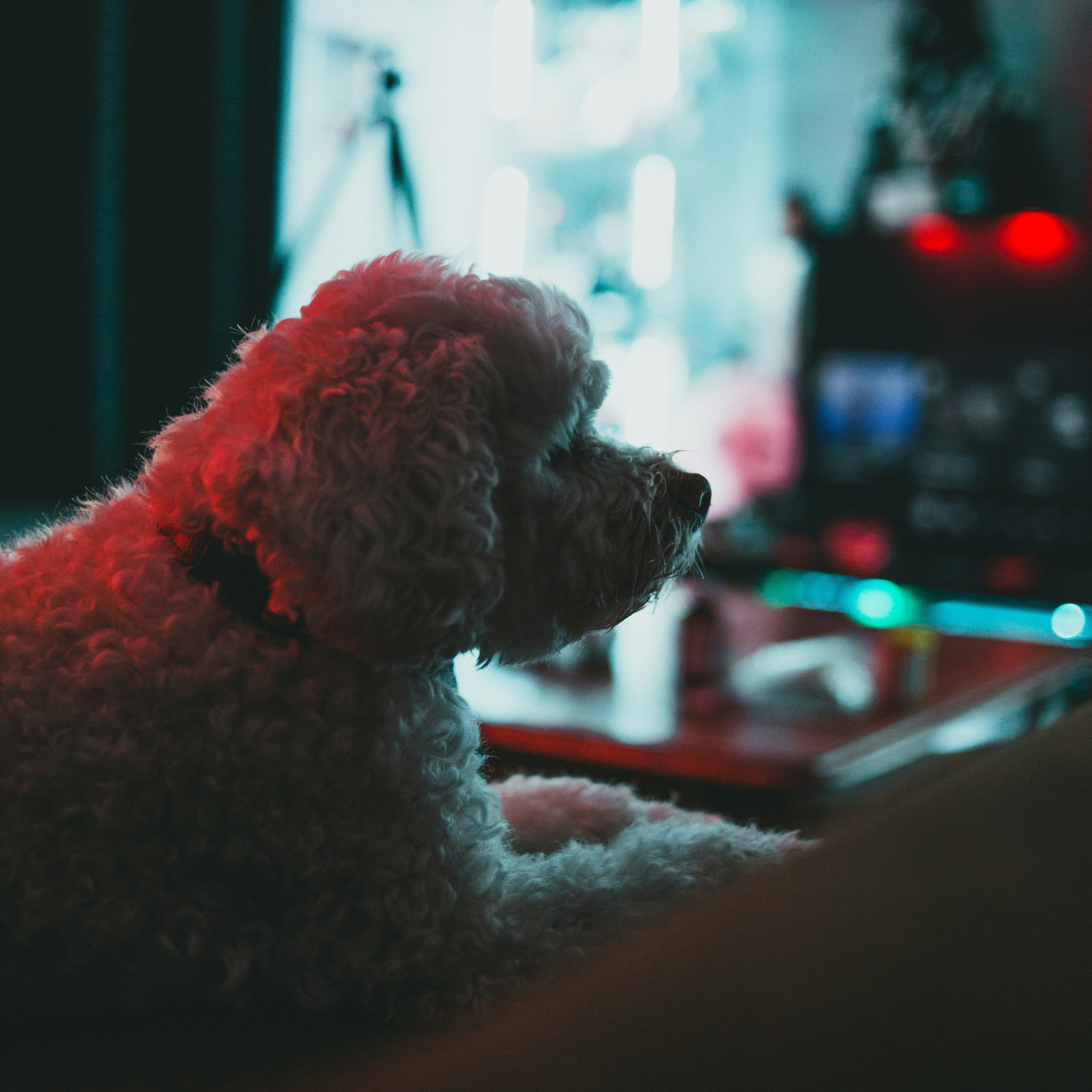 Dog Wheelchair for IVDD: Best Options to Support Your Pup