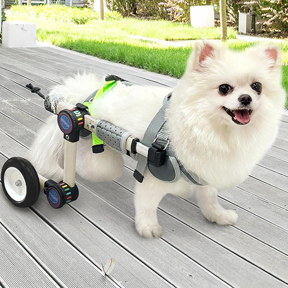 Dog in wheelchair
