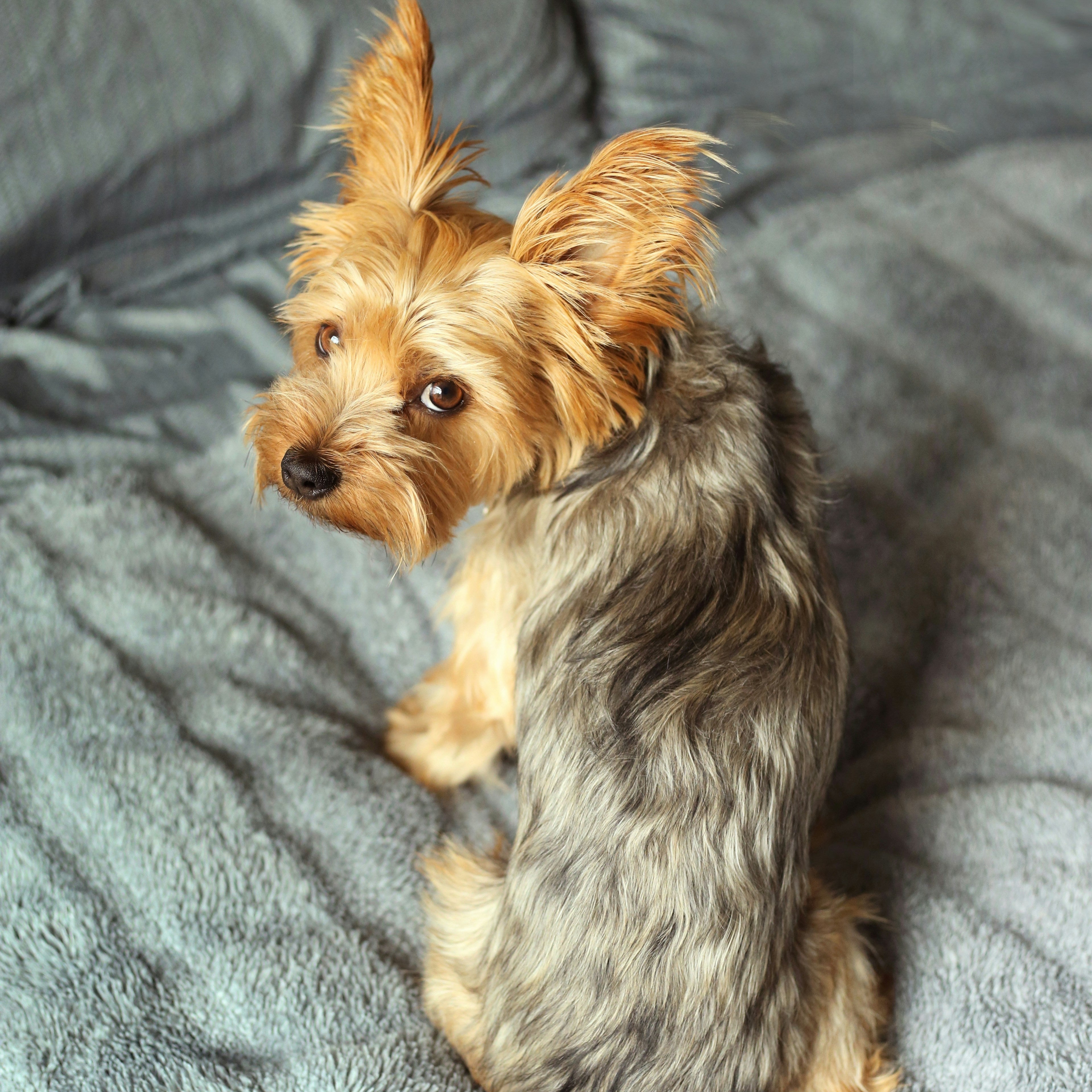 Small dog sitting on a gray blanket