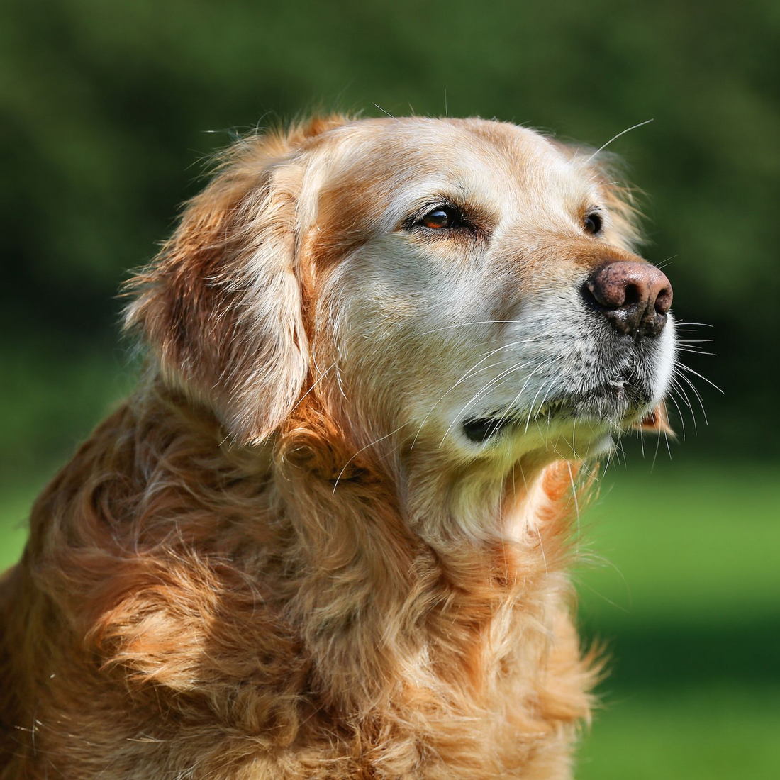 Beautiful dog
