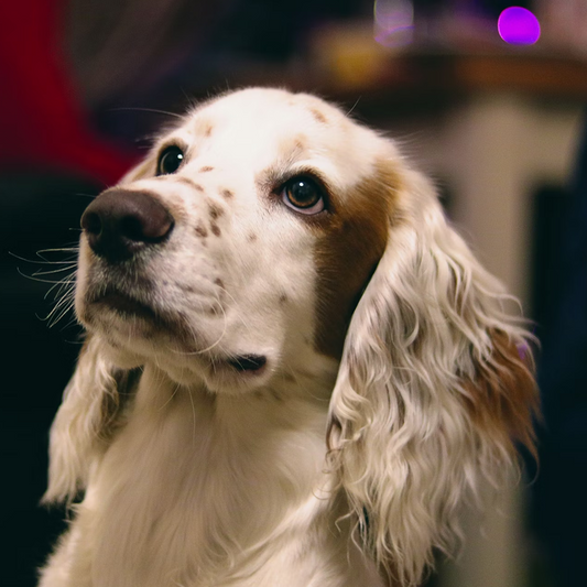 How to Desensitize Your Dog to a Wheelchair: A Step-by-Step Guide