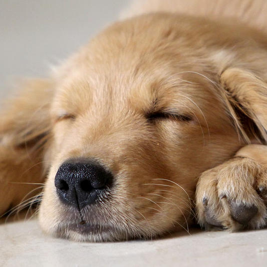How Do Dogs in Wheelchairs Sleep?