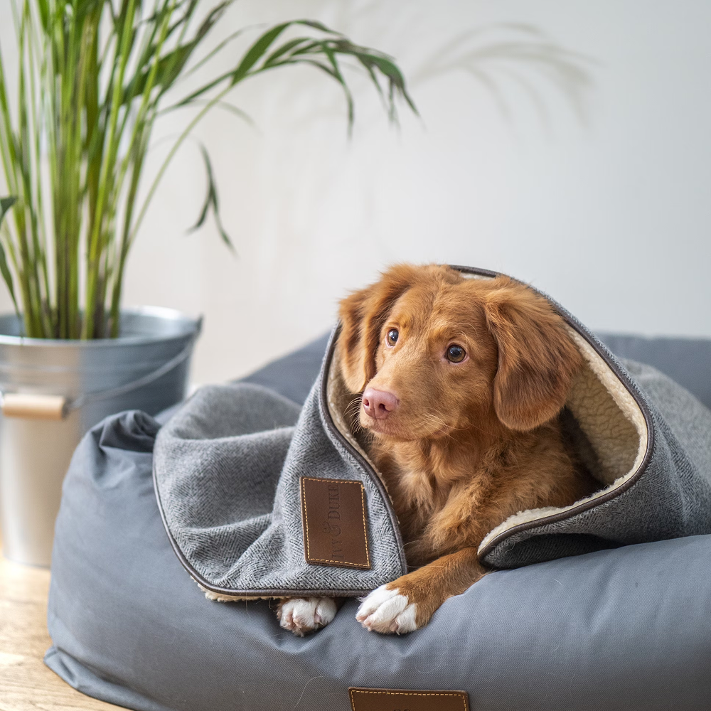 Dog Paralysis: Causes, Symptoms, and Treatment Options