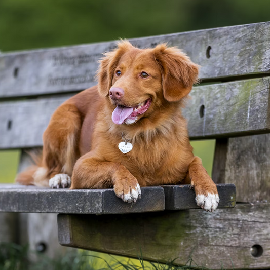 A beautiful ginger dog is lying on a bench outside, with green grass against the background