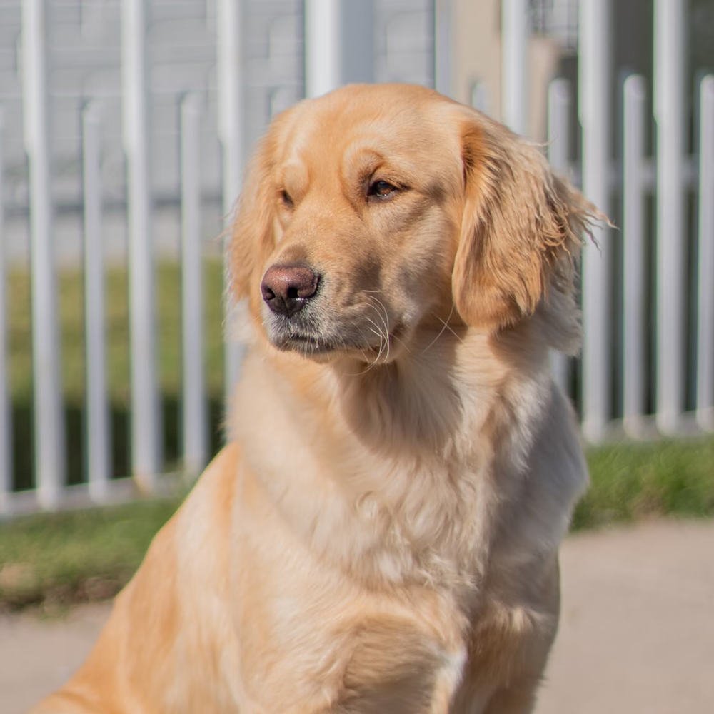 How to Move a Paralyzed Dog with a Wheelchair