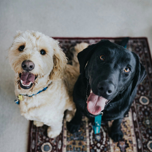 Dogs Back Legs Weak but No Pain? Here’s Why You Shouldn’t Ignore It