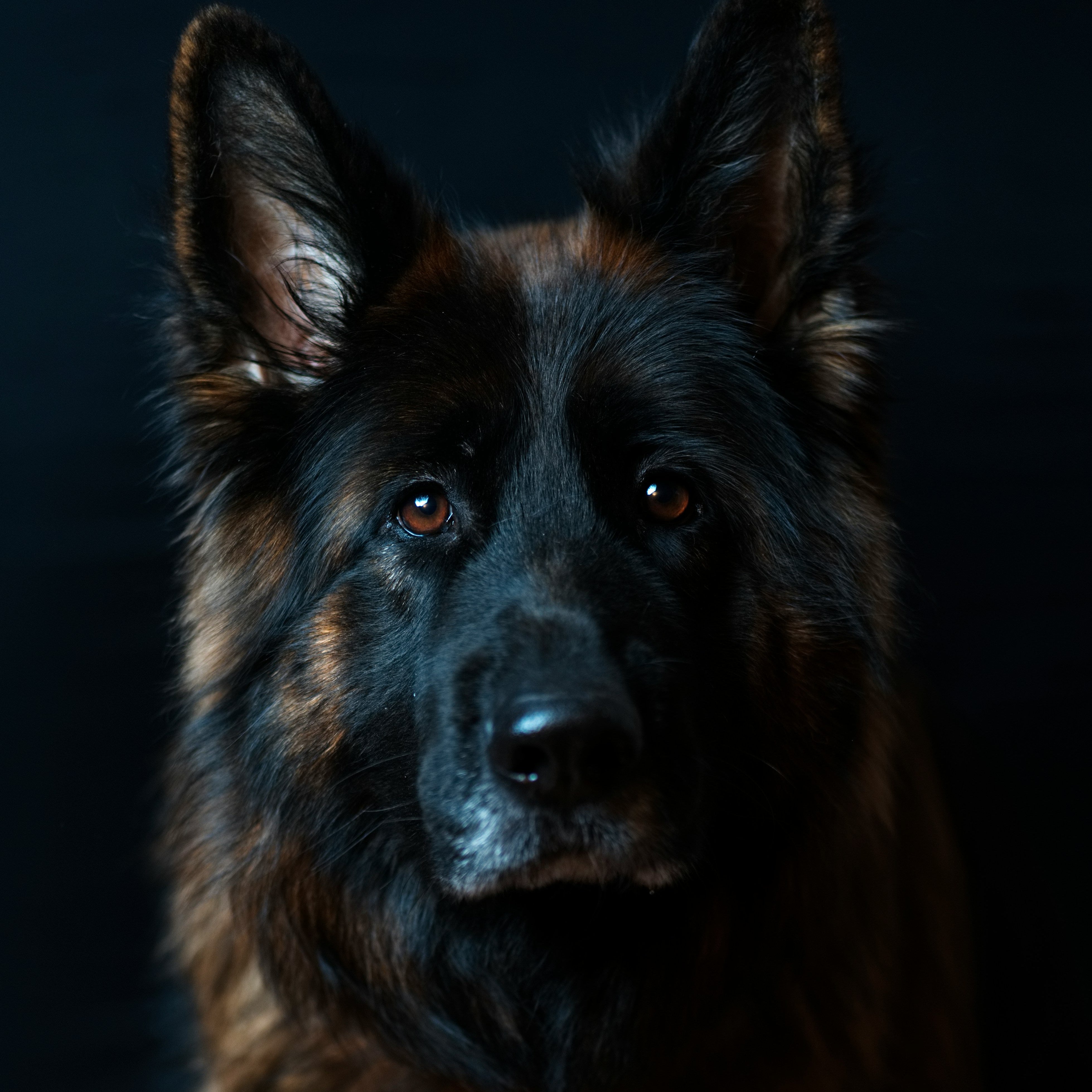 Where to Buy a Dog Wheelchair That Ships to the UK (and What to Expect)