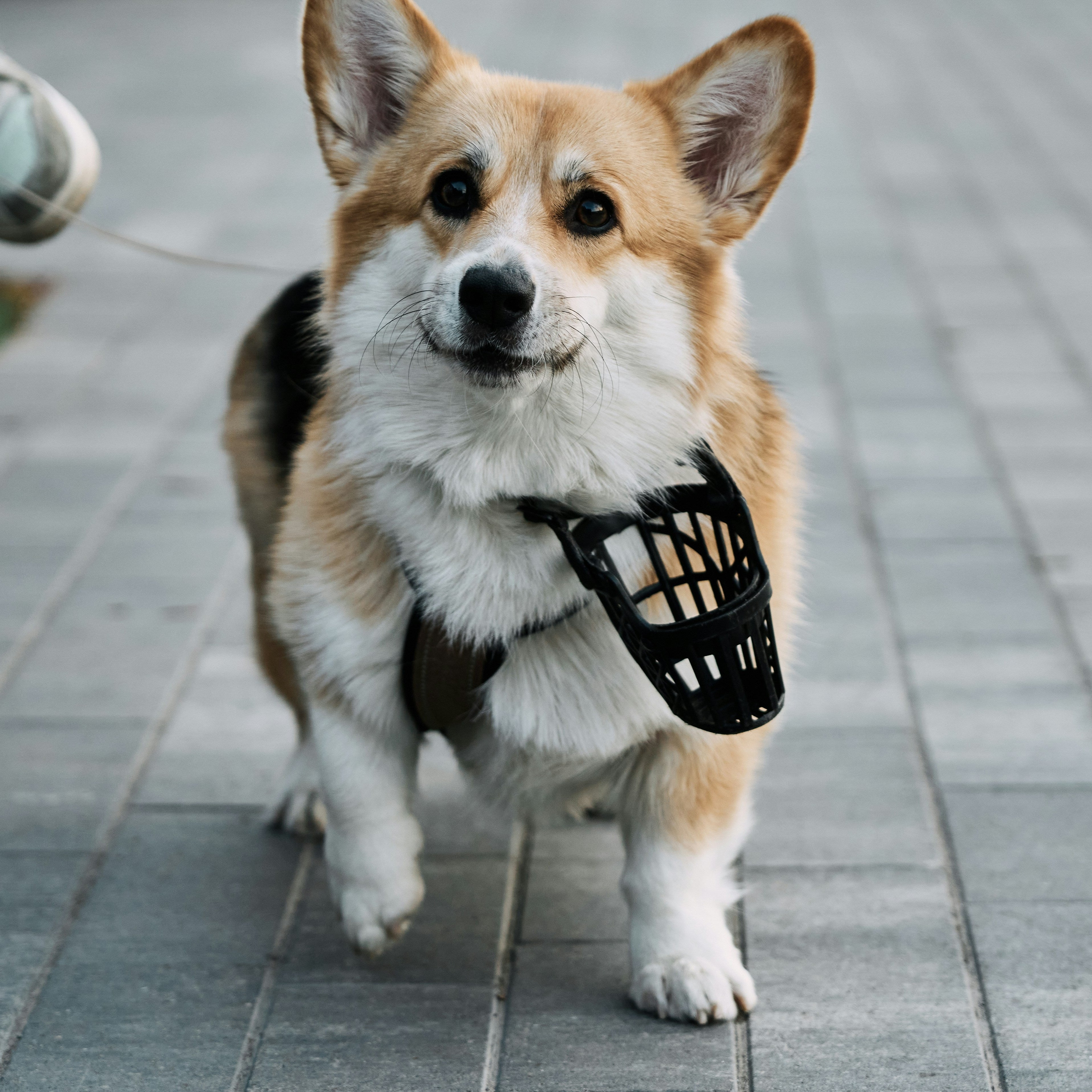 How Much Does a Dog Wheelchair Cost in the UK? (2025 Guide)