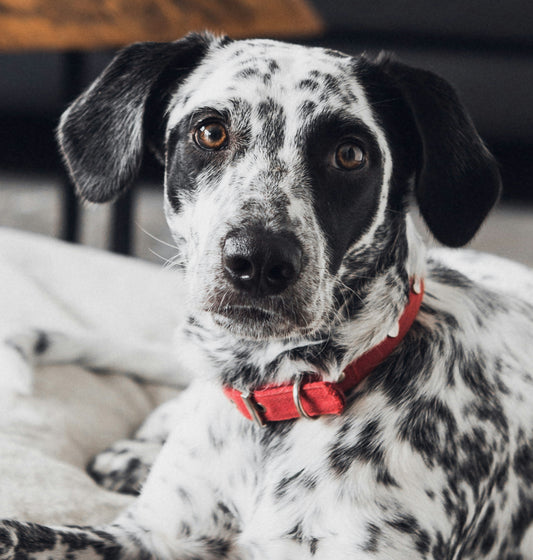 Dog Wheelchairs in the UK: Complete Guide for 2025