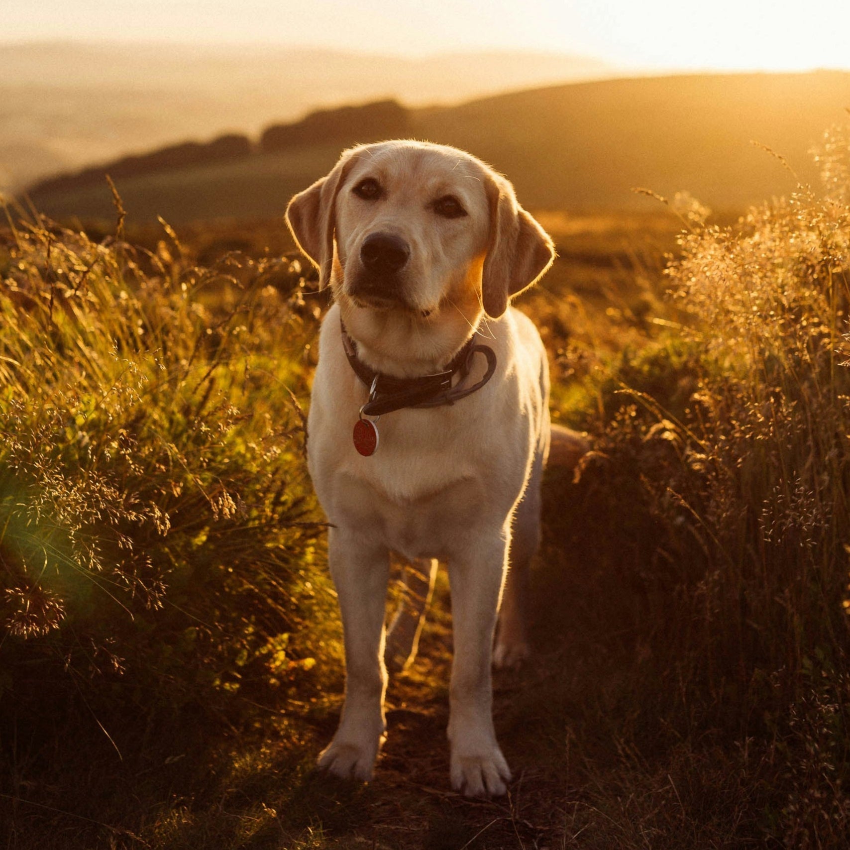 Rear vs. Full Support Dog Wheelchairs: Which One Is Right for Your Pet?