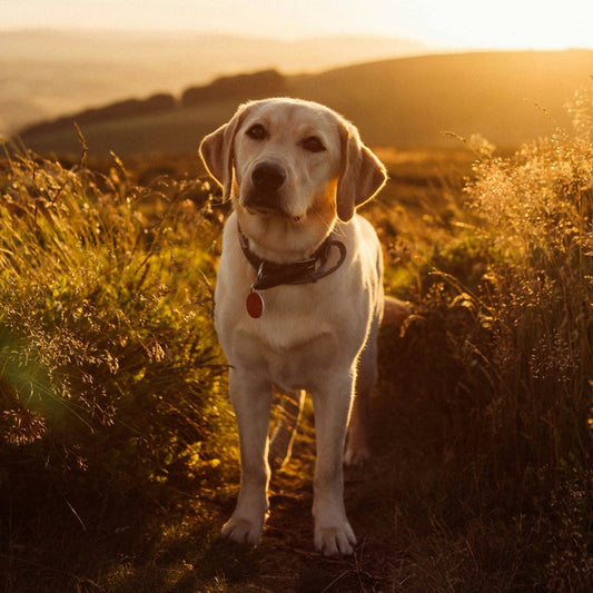 Rear vs. Full Support Dog Wheelchairs: Which One Is Right for Your Pet?